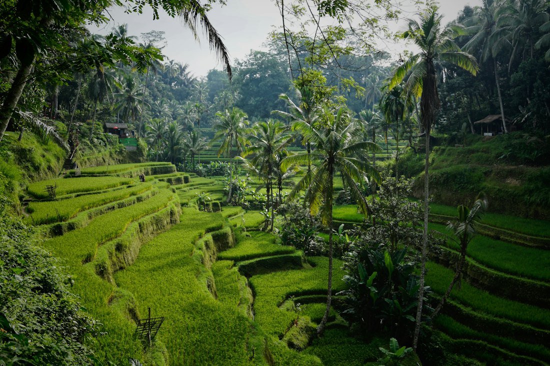 Bali Tropical Paradise