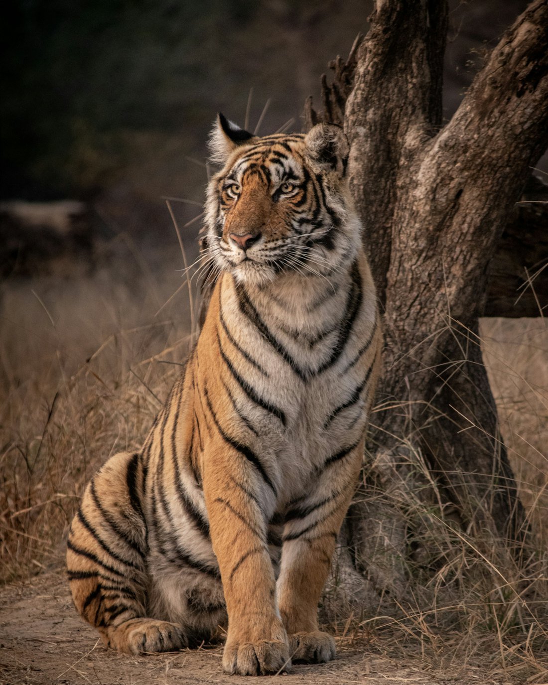 Bandhavgarh Safari
