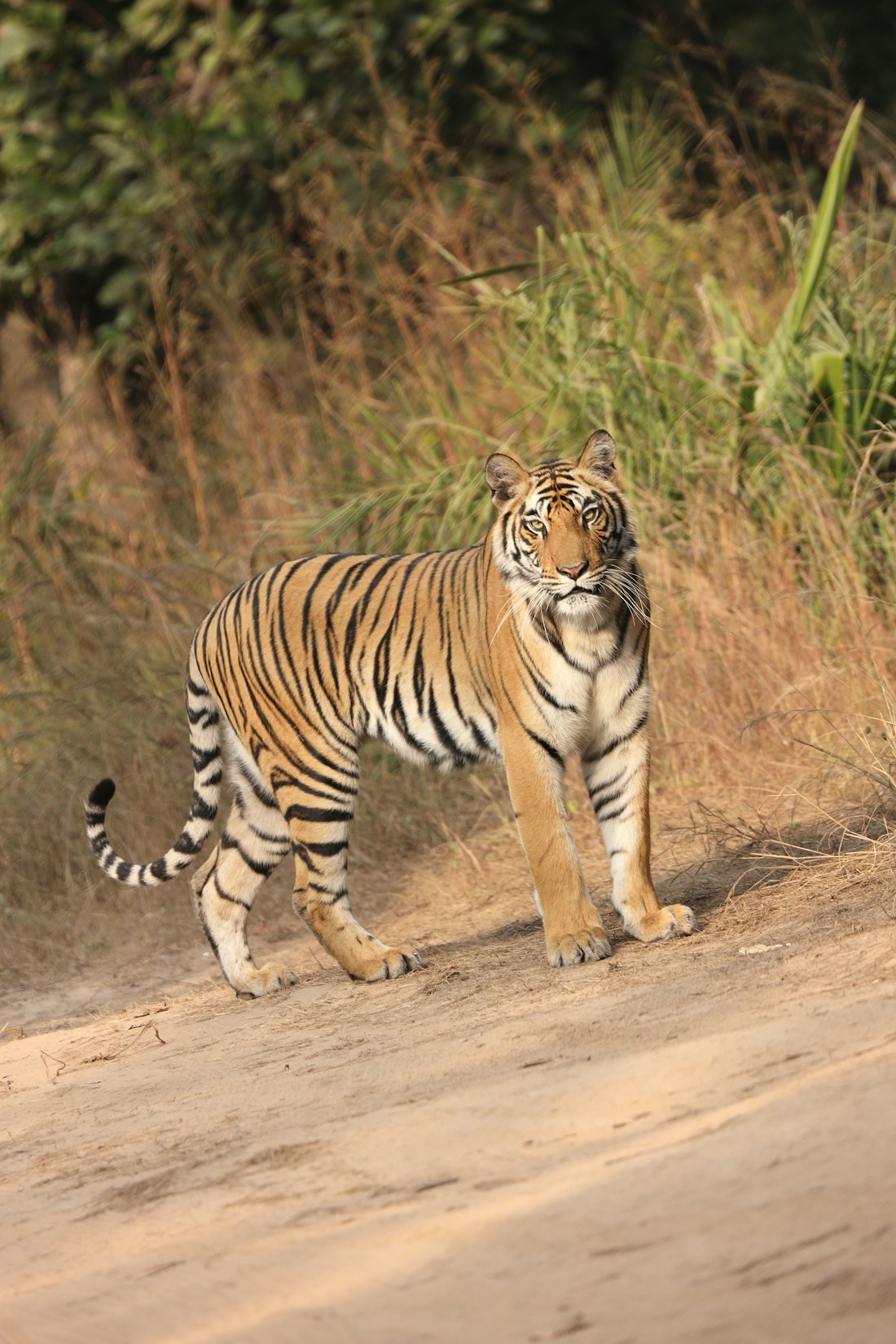 Pench Jungle Safari