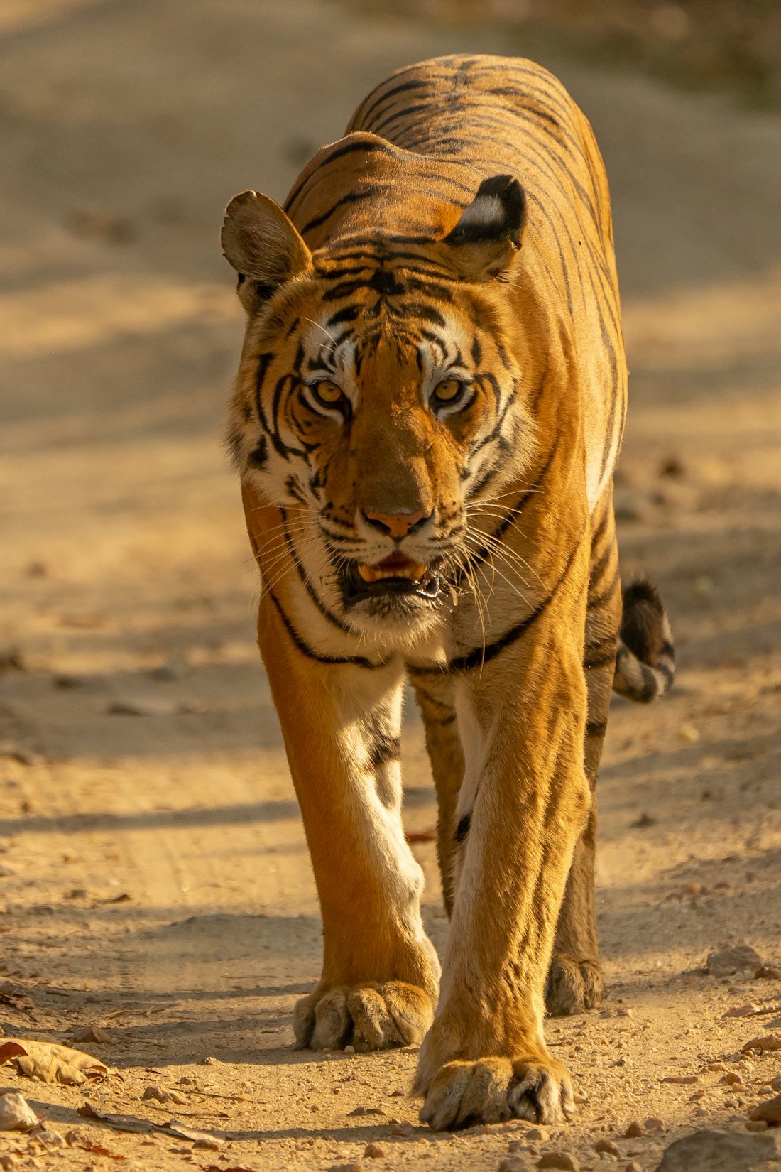 Tadoba Tiger Safari