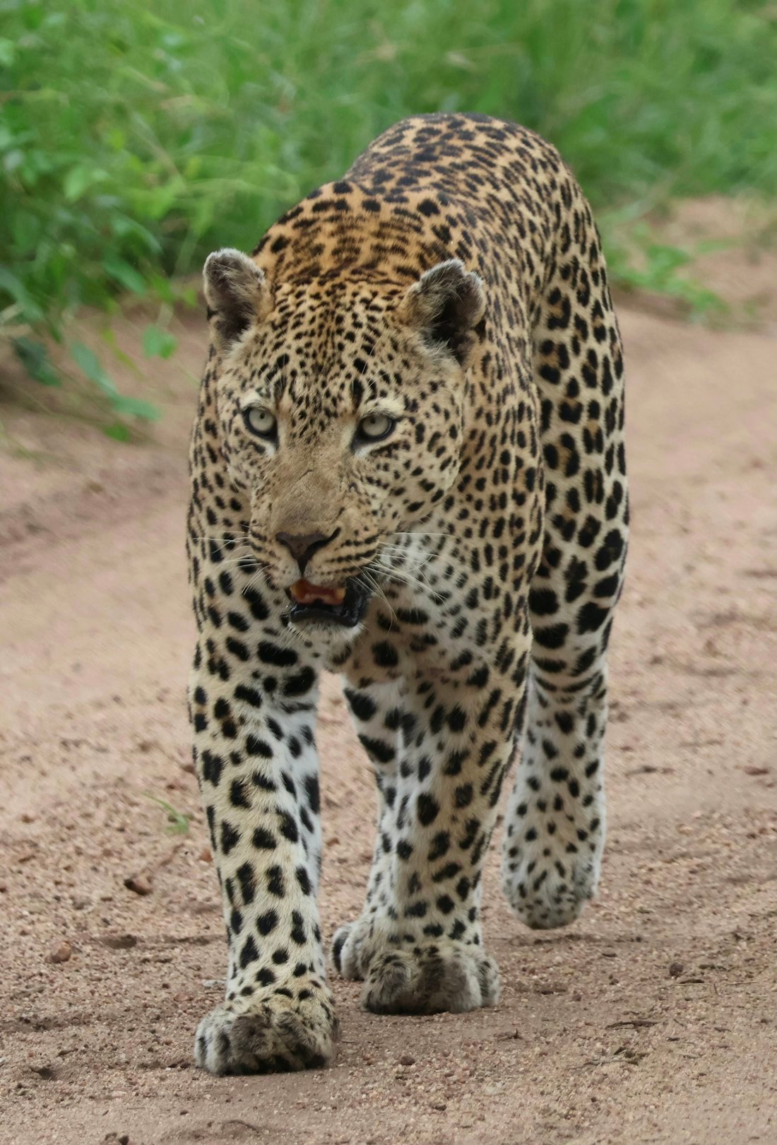 Umred Karhandla Safari